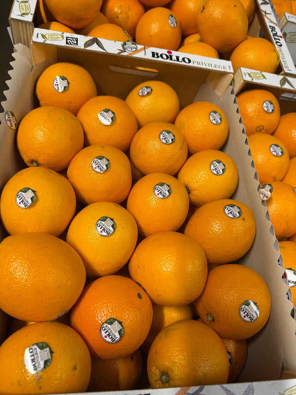 Apelsīni Cambria BOLLO 2/3kal 1.šķira, Dienvidāfrika,  IZCILS PRODUKTS (mērvienība: kg)