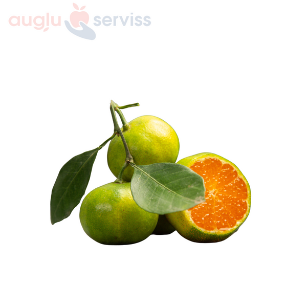 Mandarīni zaļie Satsuma 1.šķira , Itālija (mērvienība: kg)