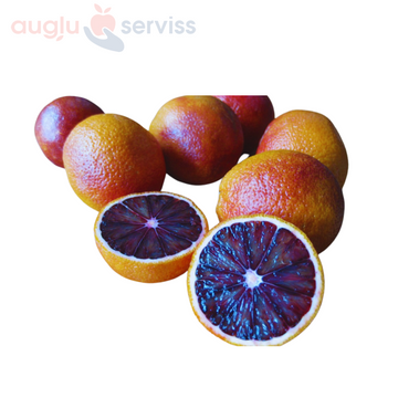 Apelsīni Sanguinelli VIOLETI 1.šķira, Spānija (Mērvienība: kg)