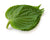Shiso lapas (Perilla) zaļas 12gb*15g, 1.šķira , Nīderlande  (mērvienība: gb)