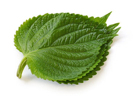 Shiso lapas (Perilla) zaļas 12gb*15g, 1.šķira , Nīderlande  (mērvienība: gb)