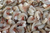 Tīģergarneles bez galvas ar asti un čaulu, iegrieztas 16/20 saldētas 1kg, Indija (mērvienība: gb)