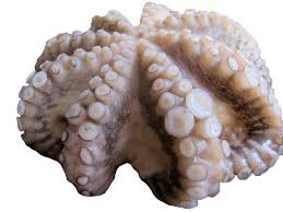 Astoņkājis 2.5 - 2.8 kg, saldēts, Indija (mērvienība: gb)